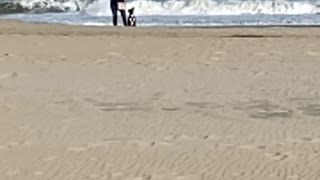 Boxer Dog Slow Motion on the beach