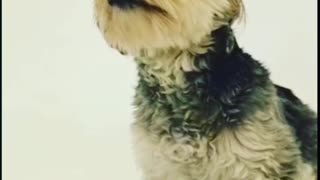 Watch Puppy funny video