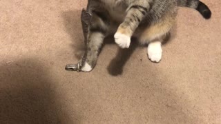 Kitty Briefly Suckles on Binky