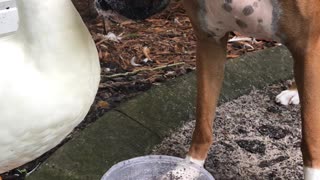 Duck Grooming Boxer Best Friend