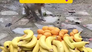 Warm friendship between monkeys