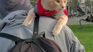 Kitten Gets Comfortable While Being Carried on a Walk