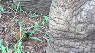 Our Elephant Friend
