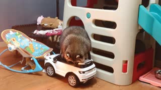Raccoon rides in his new car because it's amazing.