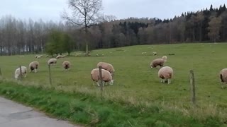 More Sheep.. being sheep!