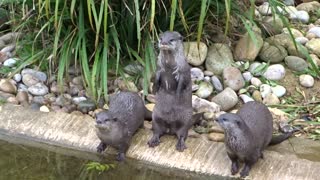 Hungry otters beg for food with adorably squeaky sounds