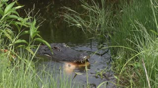 Alligator eating a large gar fish in a swamp