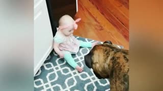 Cool Dog Plays with Lovely Baby