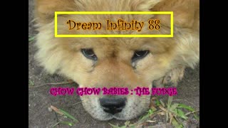 Chow Chow - Dog Breed - The Fudge Legacy, Puppy