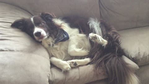 Border Collie uses puppy eyes when caught on couch