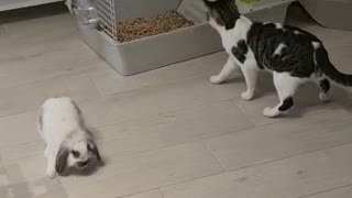 Cat and friend