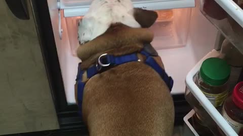 Bulldog opens refrigerator to claim his dog food