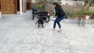 Public Reaction_ Scared of a Rottweiler dogs