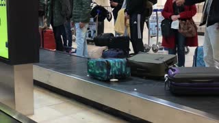 Large Pitbull Dog Confidently Travels Through Baggage Pick-Up