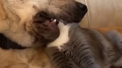 Dog is cat playing inseparable friends
