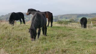Horses Eating Grass In The Field..