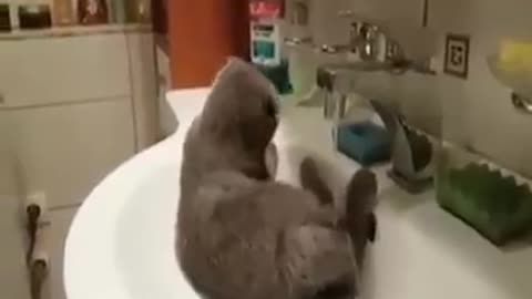 Cat takes a shower in the Sink - she look like interested LOL