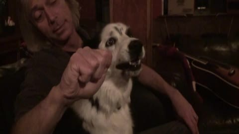 Border Collie freaks out when man "steals her nose"