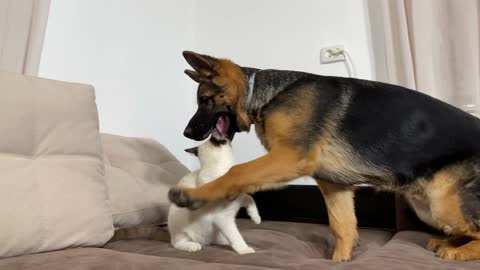 Funniest Video of German Shepherd Puppy vs. Kitten [TRY NOT TO LAUGH]