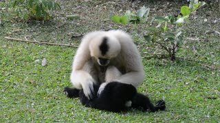 Black and White Gibbons on Grass Field