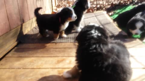 Bernese Puppies Exploring and Playing