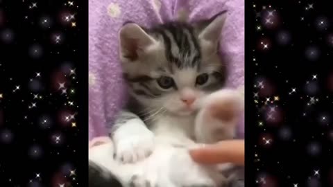 Adorable Cute Kittens