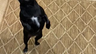 Walking Backwards Doesn’t Bother This Well Balanced Chihuahua