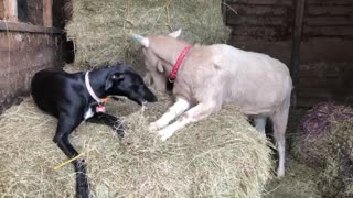 Dog and Goat Best Friends Eating Hay Together