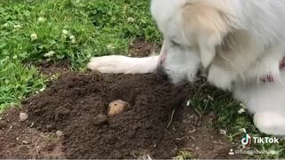 Gopher pops out of hole to give doggy a kiss