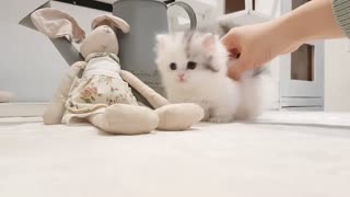 Very Cute look this Kitten
