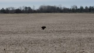 Bald Eagle Eating in Field