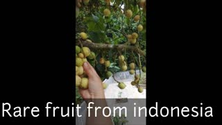 Rare fruit from indonesia - Duku fruit