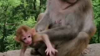 Monkey playing with her child