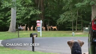 Dog chasing Deer