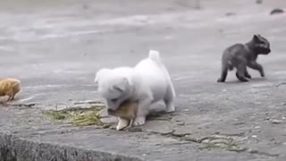 Full Video Cute Puppy Playing with Chickens 😍❤️