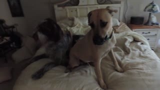 Dogs Won't Let Owner Make Bed! I'd Just Give up!
