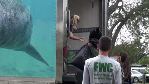 An Explanation of Pop Tart the Manatee's Release