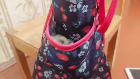 playful little mouse with an apron.