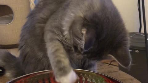Curious Kitten Steals From A Bowl Of Candy