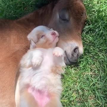 Puppy And Foal Cuddle Together Before Taking A Nap Cesar S Way