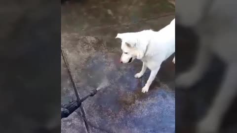 Funny dog trying to catch the water