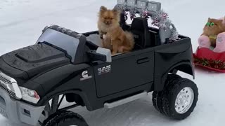 Pomeranian style sledding is the cutest thing ever!