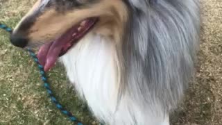 Dog Training Rough Collie, Floki Training
