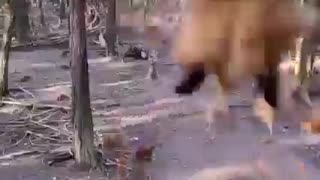 Chicken running