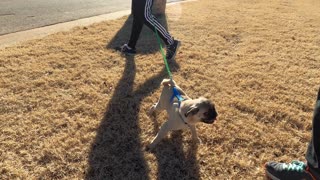 Pug Puppy first walk at his new Home