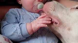 Playful Dog Loves Cuddling with Baby