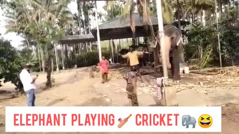 Cricket Playing Elephant