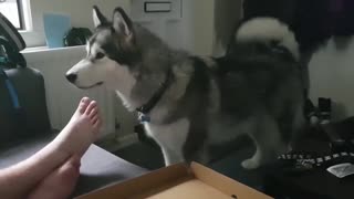 Malamute throws tantrum after being denied pizzaaa