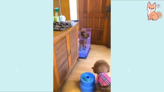 Funny DOG Videos favorites😂🐶
