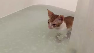 Cute kitten bath